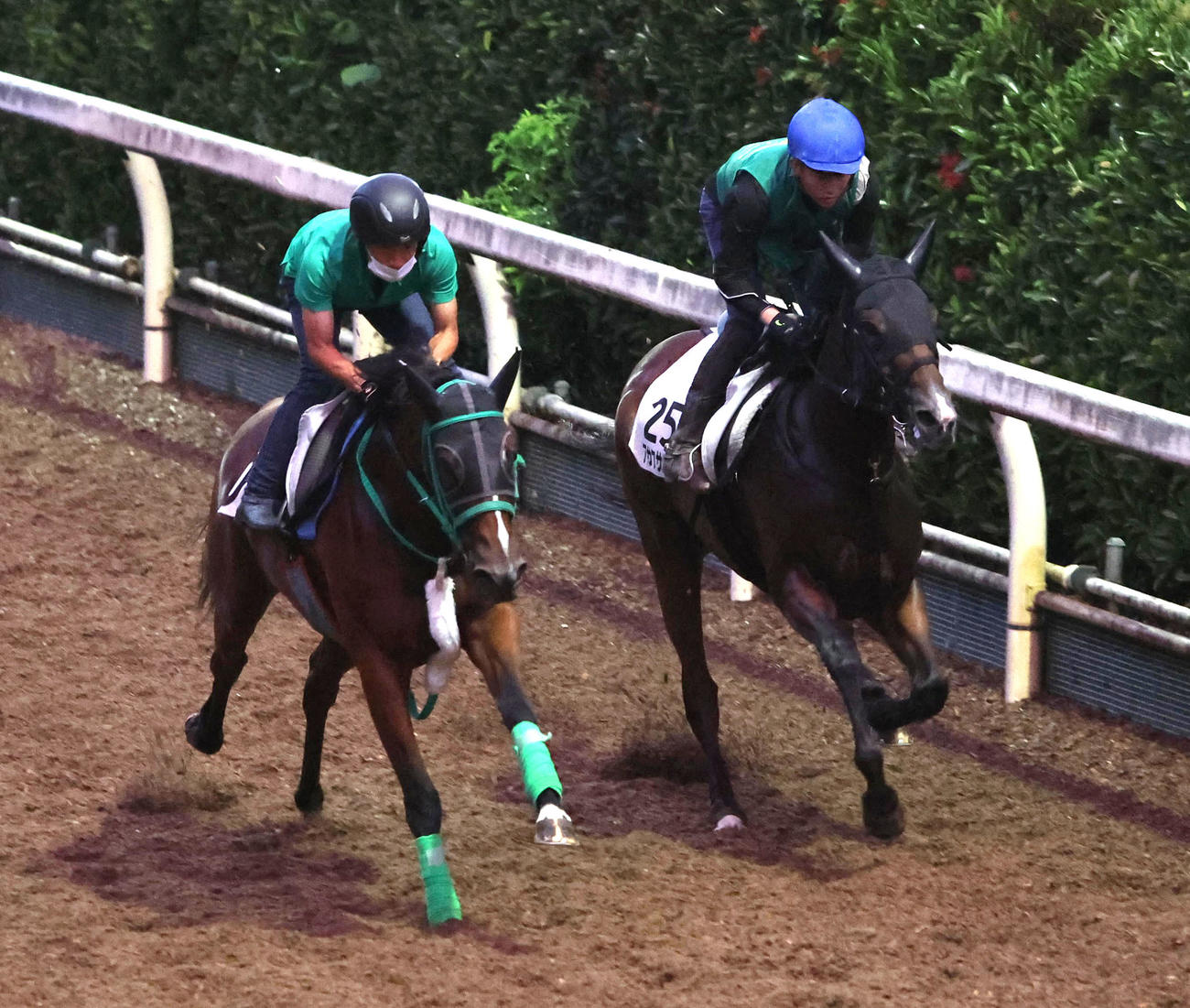 小牧加騎手を背にアサクサゲンキ（右）は坂路でモズブーナーと併せて追い切る（撮影・白石智彦）