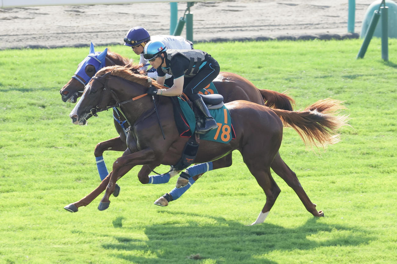 ヴァルドルチャ（手前）はルメール騎手を背に札幌芝コースで併せ馬で追い切られた（撮影・村野早祐）