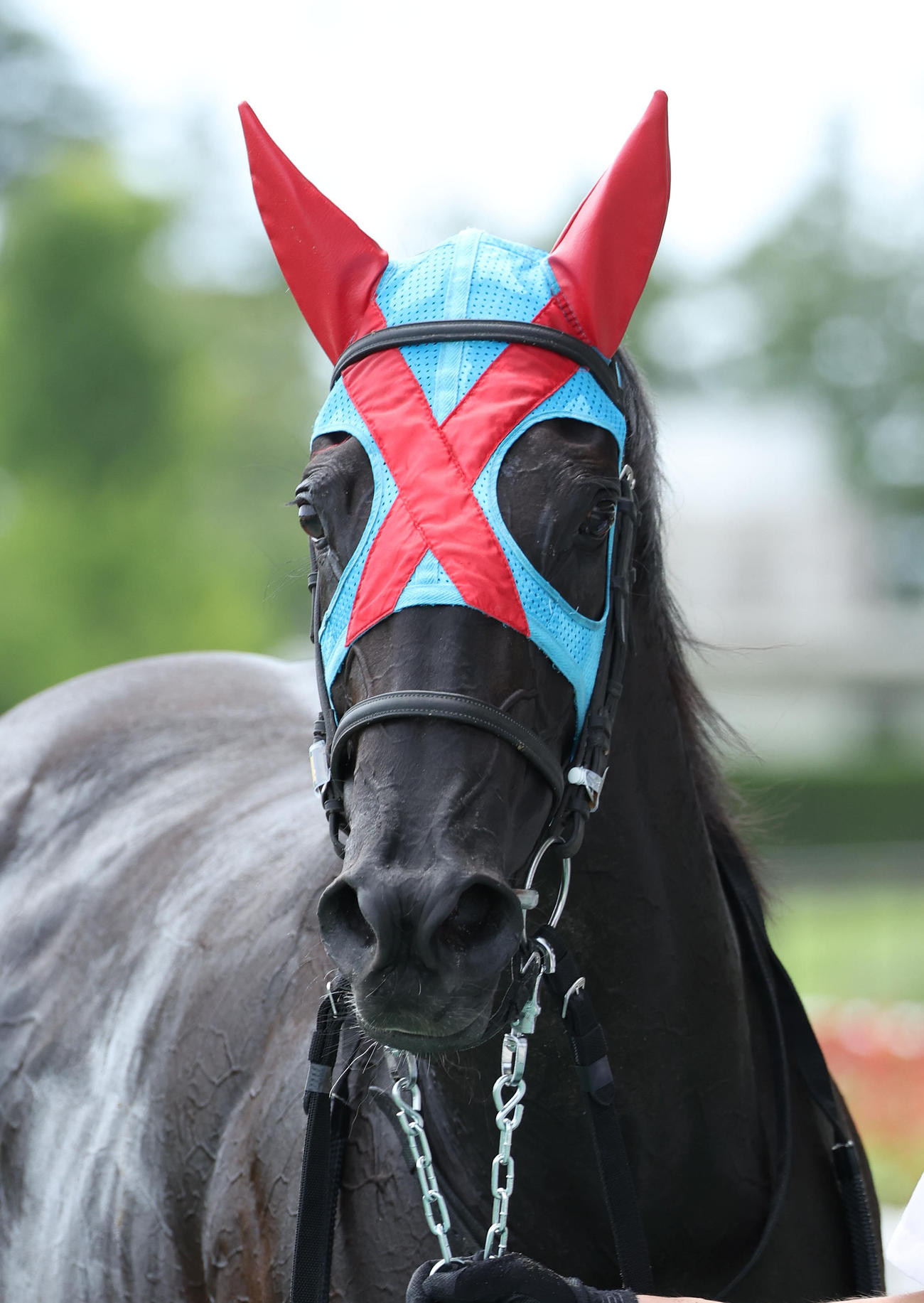 新馬戦を制したキャンシーエンゼル（2023年7月15日撮影）