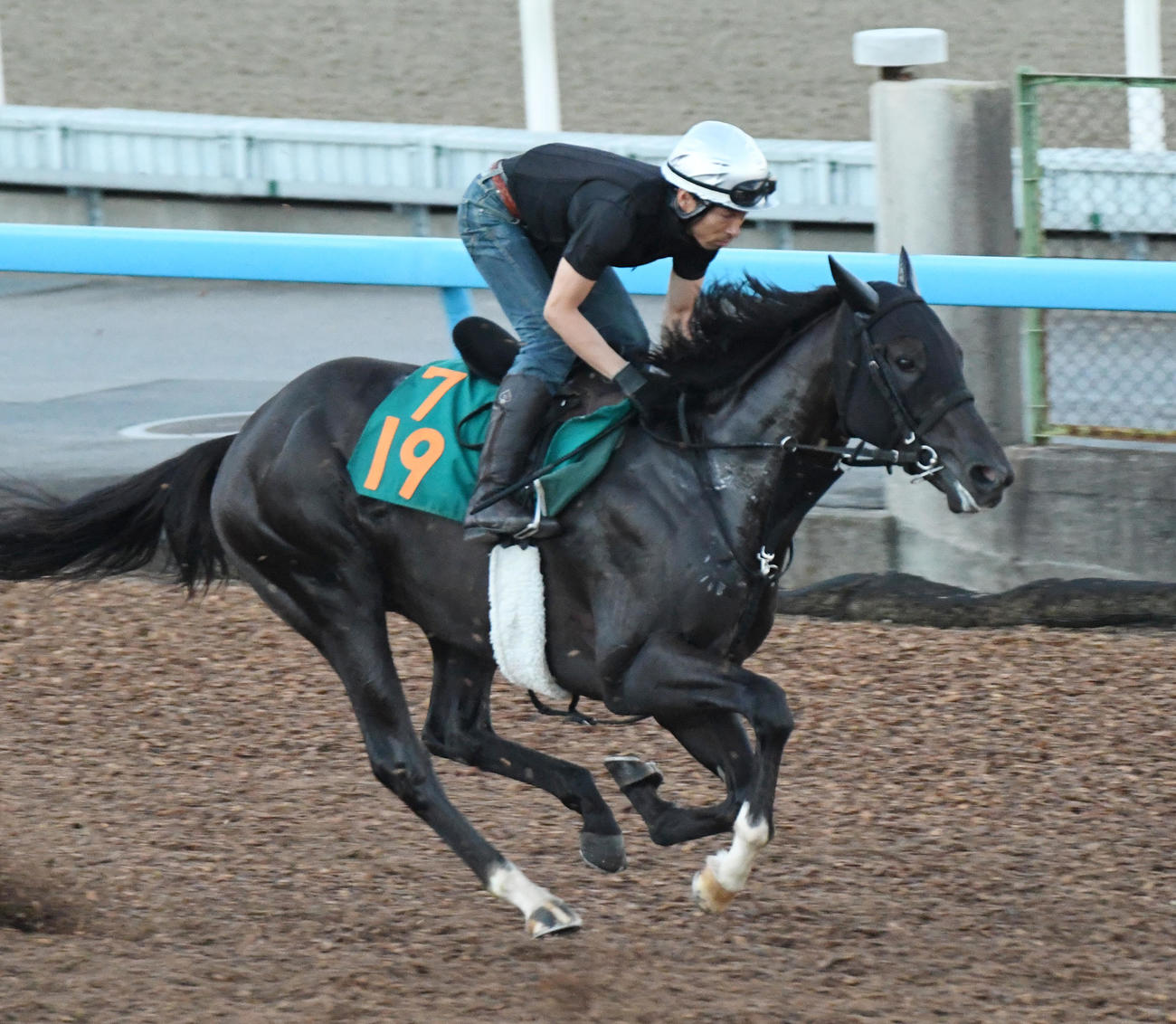 23日、クリーンエアはニシノレヴナントと併せて追い切る（撮影・柴田隆二）
