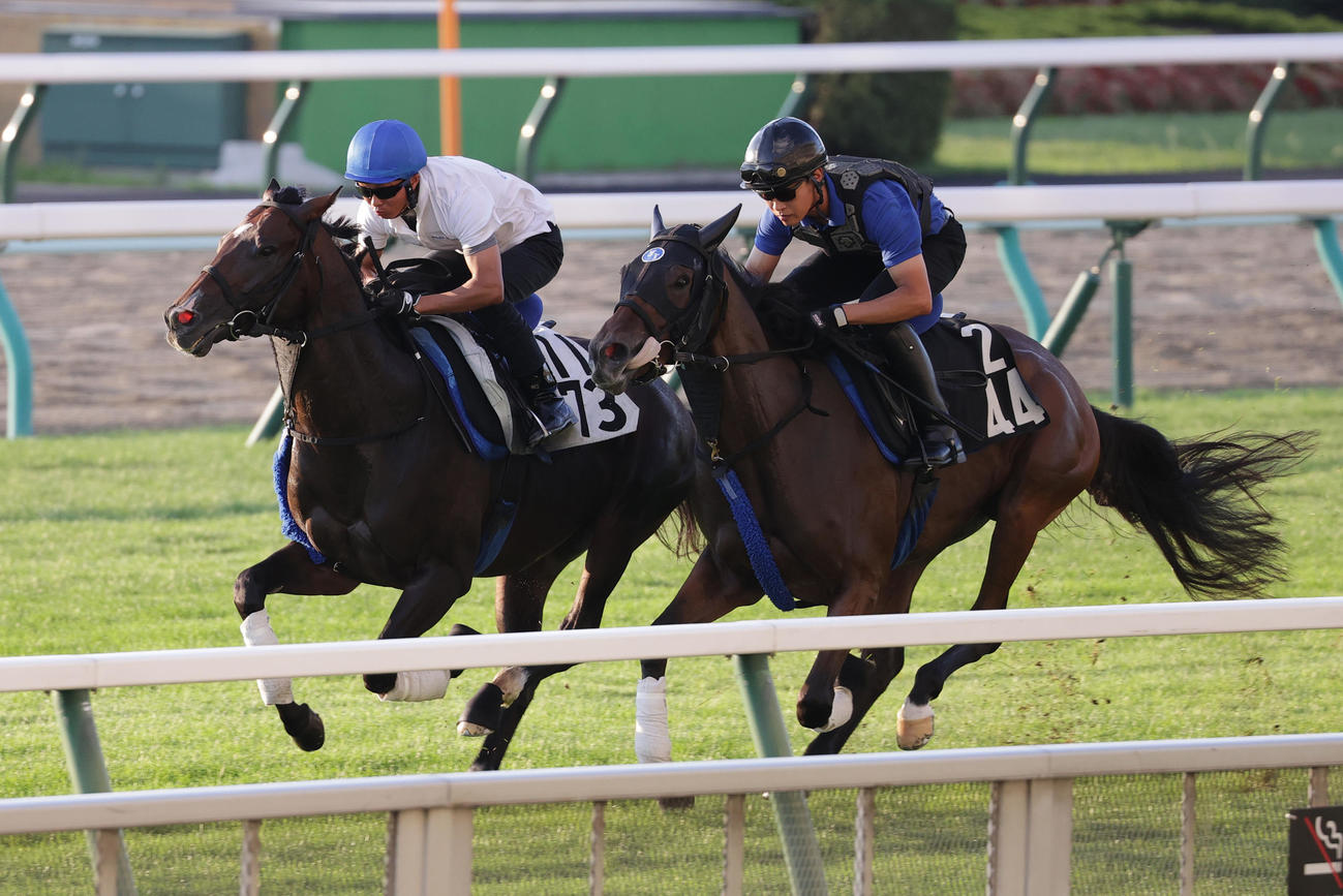 ゾンニッヒ（左）は札幌芝コースをカフェノワールと併せて追い切る