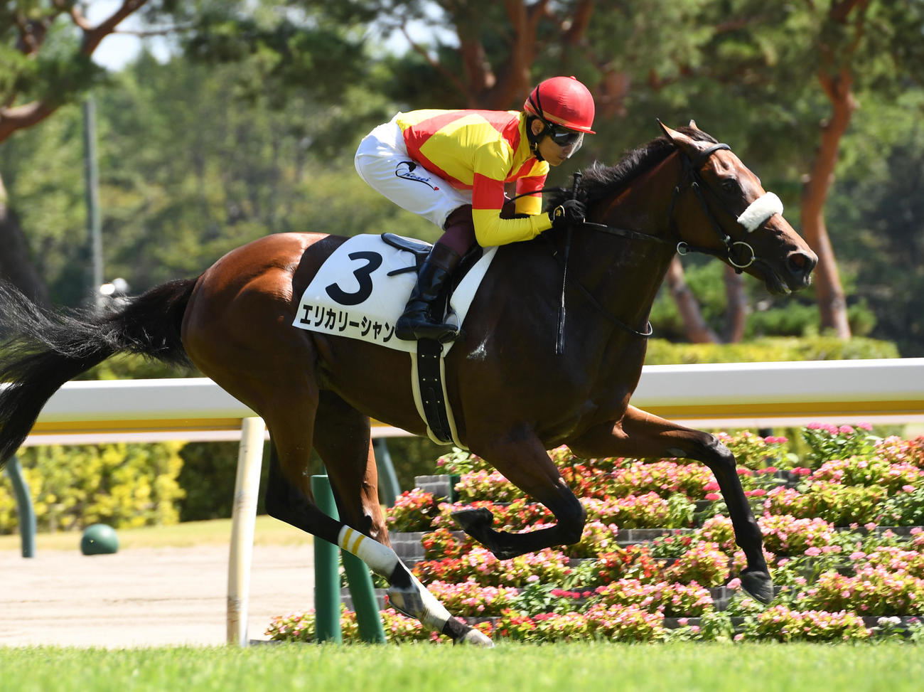 新潟5R、新馬戦を制したエリカリーシャンと三浦騎手（撮影・柴田隆二）
