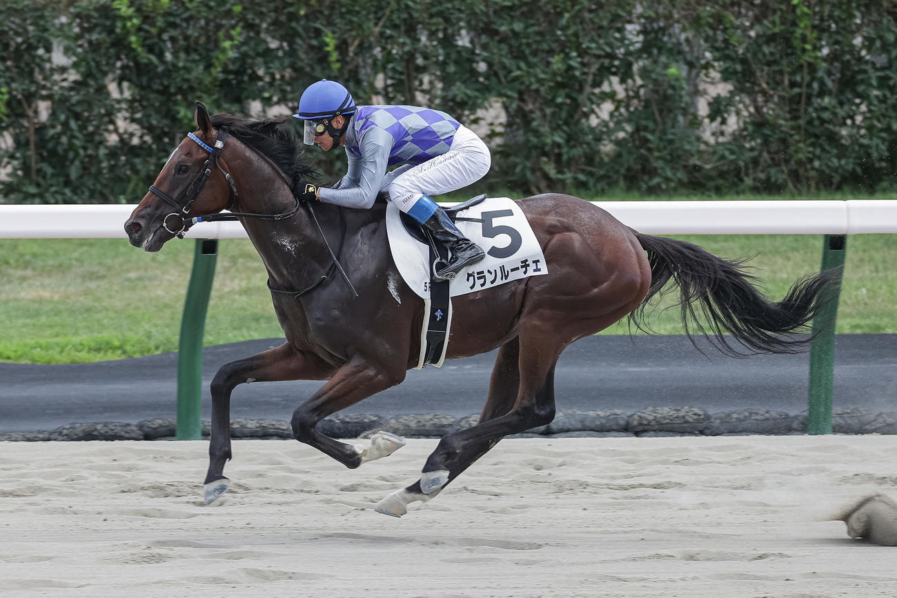 デビュー戦を制したグランルーチェと浜中騎手（撮影・村野早祐）