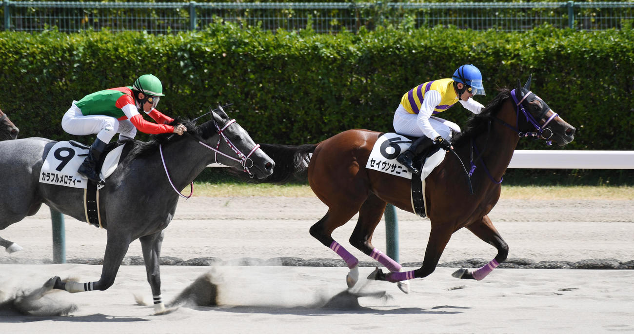 新潟6R、新馬戦を制したセイウンサニー（右）（撮影・柴田隆二）