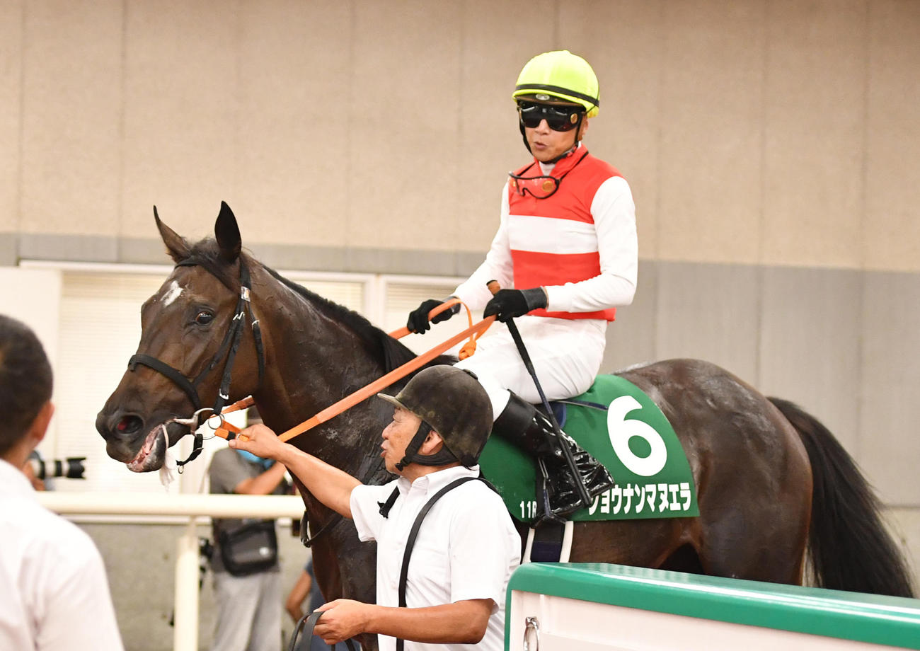 新潟2歳S2着に入ったショウナンマヌエラと石橋騎手（撮影・柴田隆二）