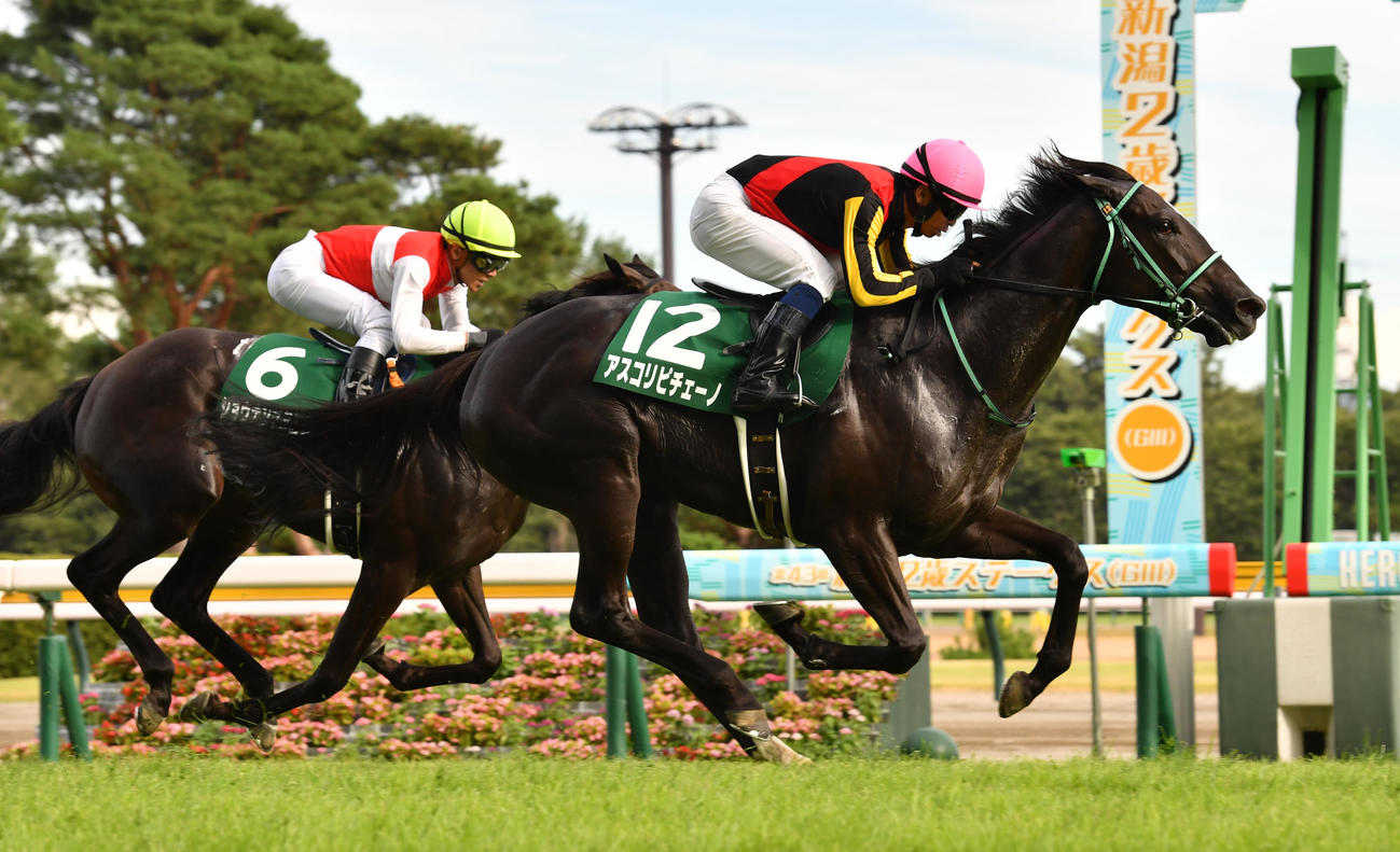 新潟2歳Sを制したアスコリピチェーノ（右）、2着ショウナンマヌエラ（撮影・柴田隆二）