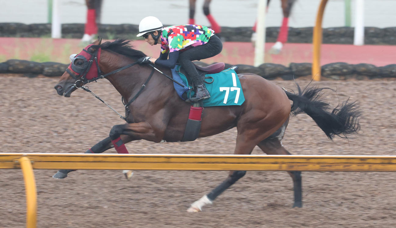 Cウッドにて併せ馬で追い切るミルテンベルク　（2023年8月23日撮影）