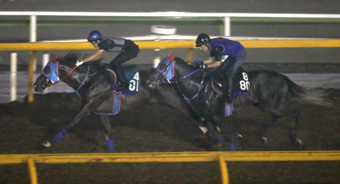 Cウッドをビッグシーザー（右）と併せ馬で追い切るビッグドリーム（2023年8月24日撮影）