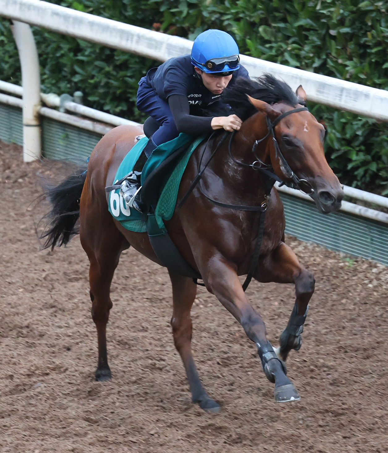 角田河騎手を背に坂路で追い切るメイプルギャング