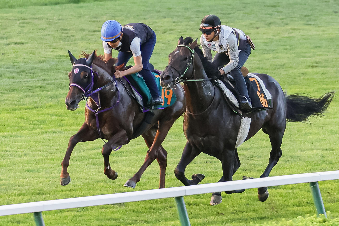 佐々木騎手を背に札幌芝コースで追い切られるマーゴットソラーレ（左）（撮影・村野早祐）