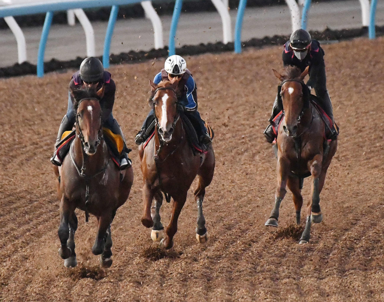 3頭併せを行ったノッキングポイント（中央）（撮影・柴田隆二）