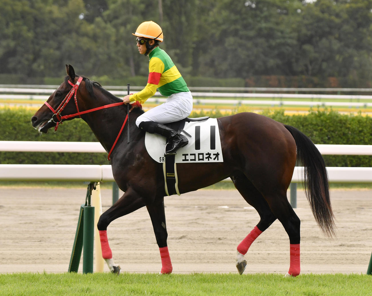 新潟2歳新馬5R、新馬戦で1本馬場に入場したエコロネオと菱田騎手（撮影・柴田隆二）