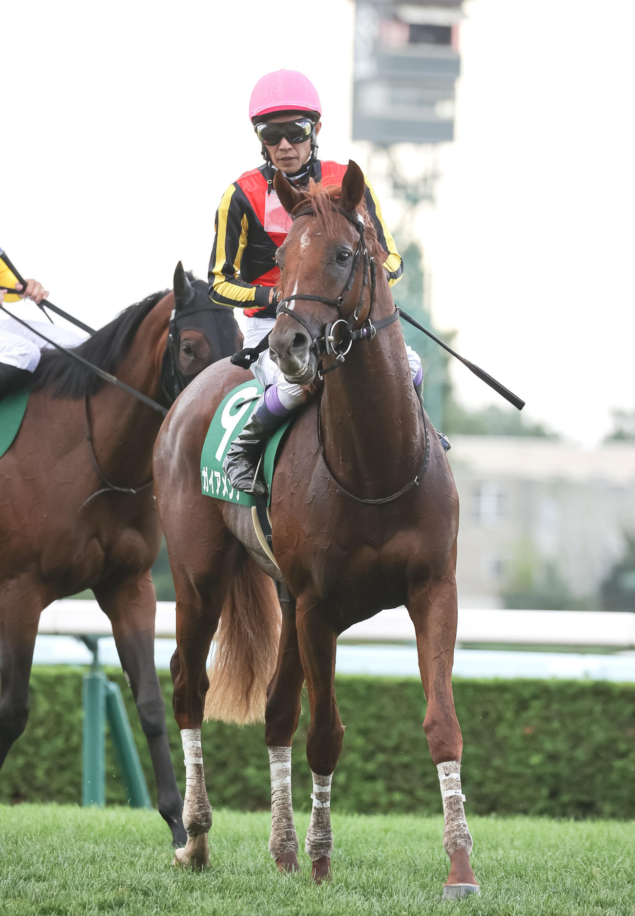 札幌2歳S6着に敗れたガイアメンテと武豊騎手（撮影・村野早祐）