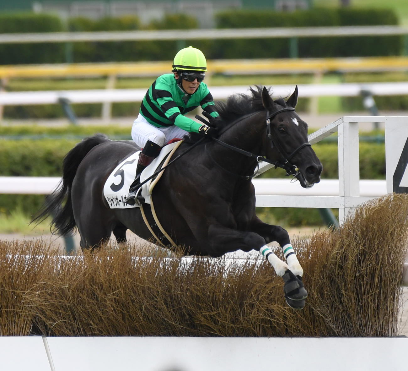 飛越する1着シャンボールナイトと石神深一騎手（撮影・柴田隆二）