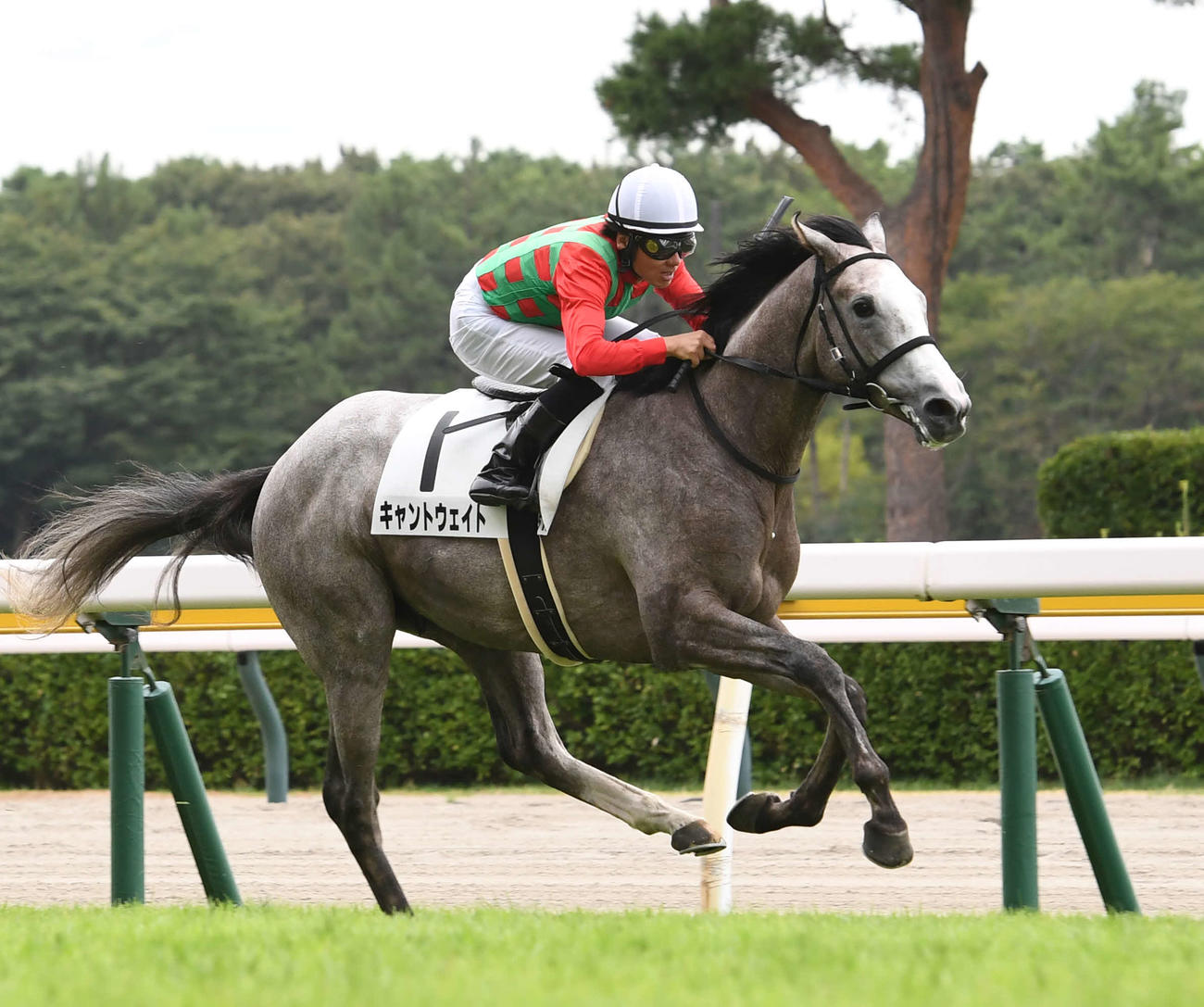 新潟5R、新馬戦を制したキャントウェイトと柴田大騎手（撮影・柴田隆二）