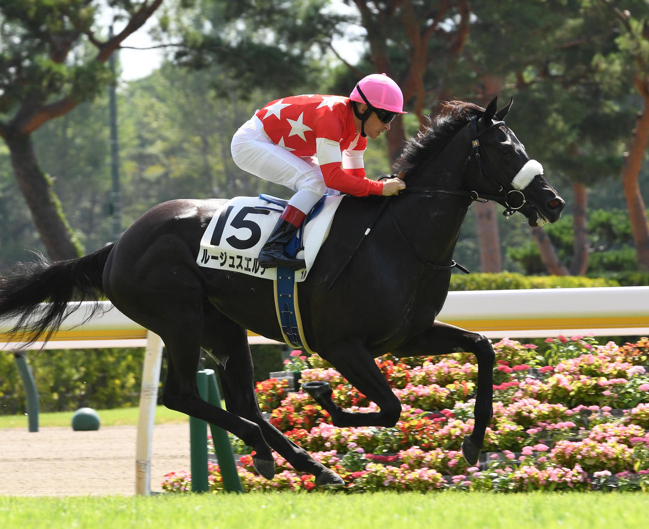 新潟1R・2歳未勝利を制したルージュスエルテとルメール騎手（撮影・柴田隆二）