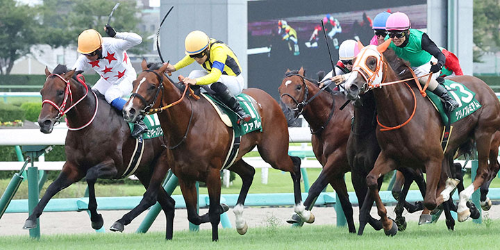 京成杯AHを制したファルコニア（左から2頭目）と吉田隼騎手（撮影・丹羽敏通）＝2022年9月11日、中山競馬場
