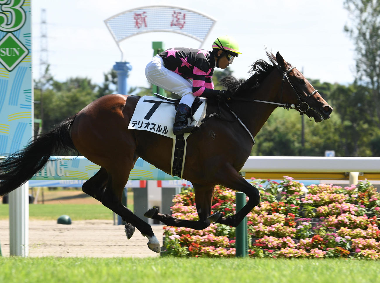 新潟5R、新馬戦を制したテリオスルルと戸崎騎手（撮影・柴田隆二）
