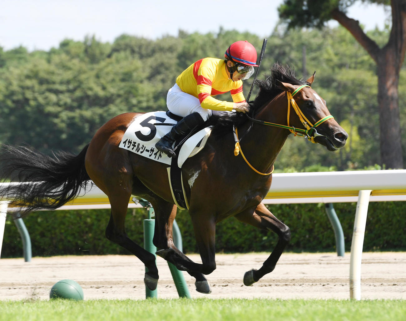 新潟6R、新馬戦を制したイサチルシーサイドと木幡初騎手（撮影・柴田隆二）