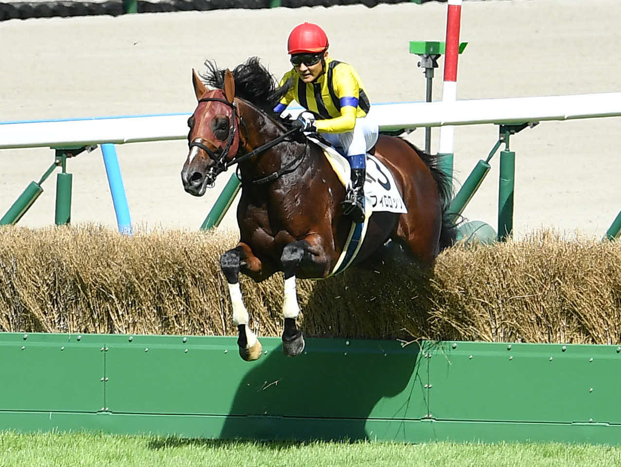 障害3歳以上未勝利、1着のフィロロッソ（2023年9月3日撮影）