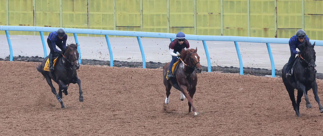 インダストリア（左）は美浦ウッドを3頭併せで追い切られた（撮影・丹羽敏通）