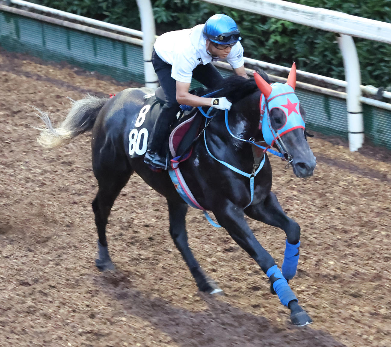 幸騎手を背に坂路で追い切るビッグシーザー