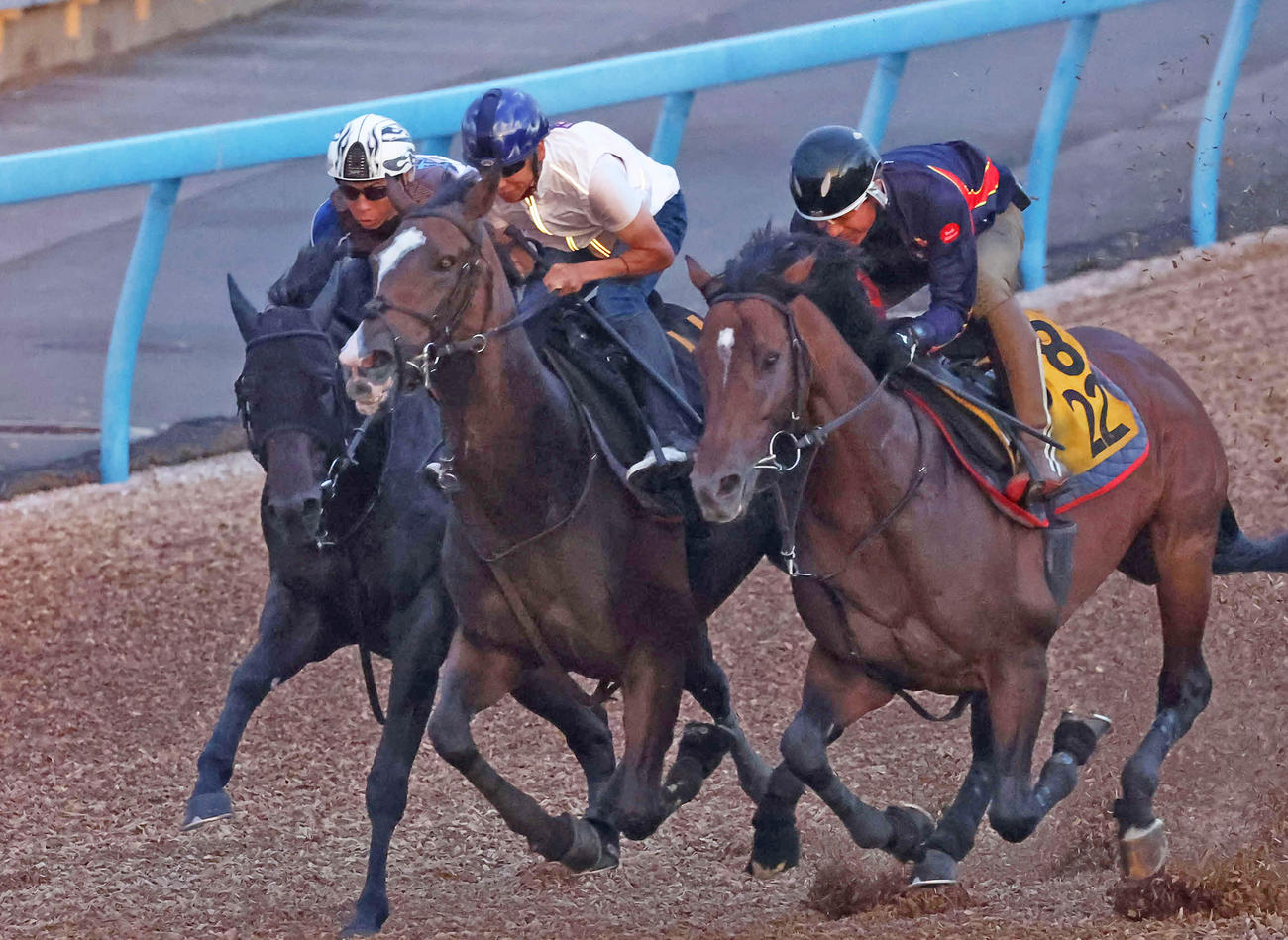 ヒップホップソウル（中央）は横山武騎手を背に美浦ウッドを3頭併せで追い切られた（撮影・丹羽敏通）