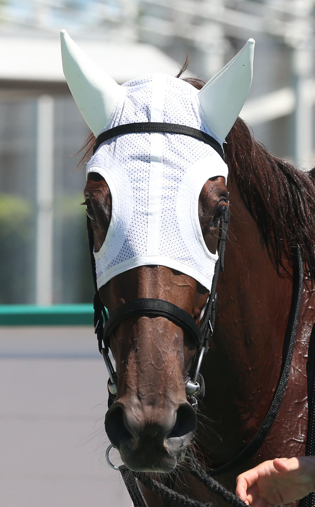 8月27日、3歳上1勝クラスを制したフォーチュンコード
