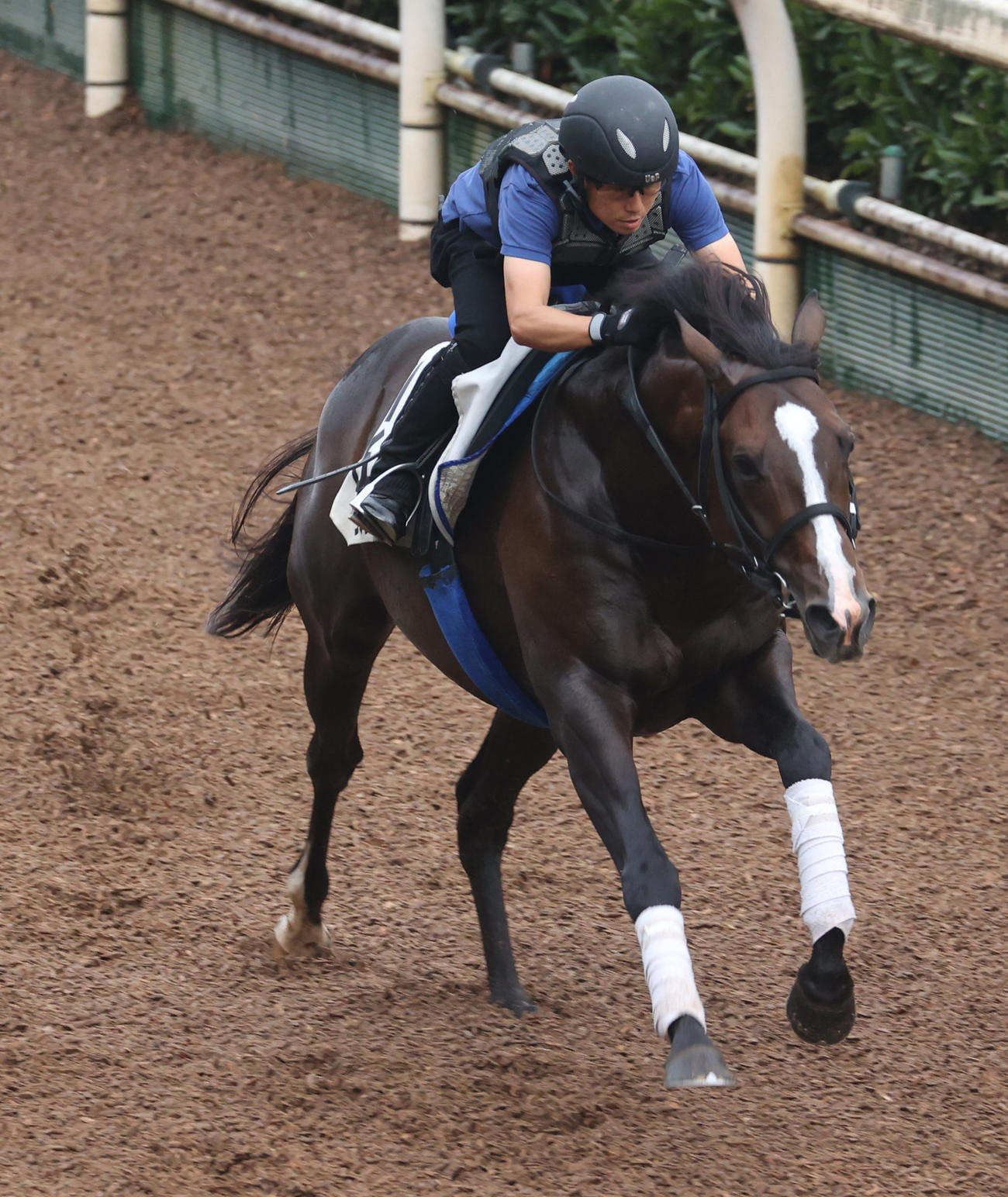 坂路で追い切るソウルラッシュ