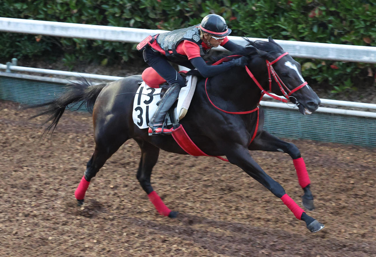 坂路で追い切るディヴィナシオン