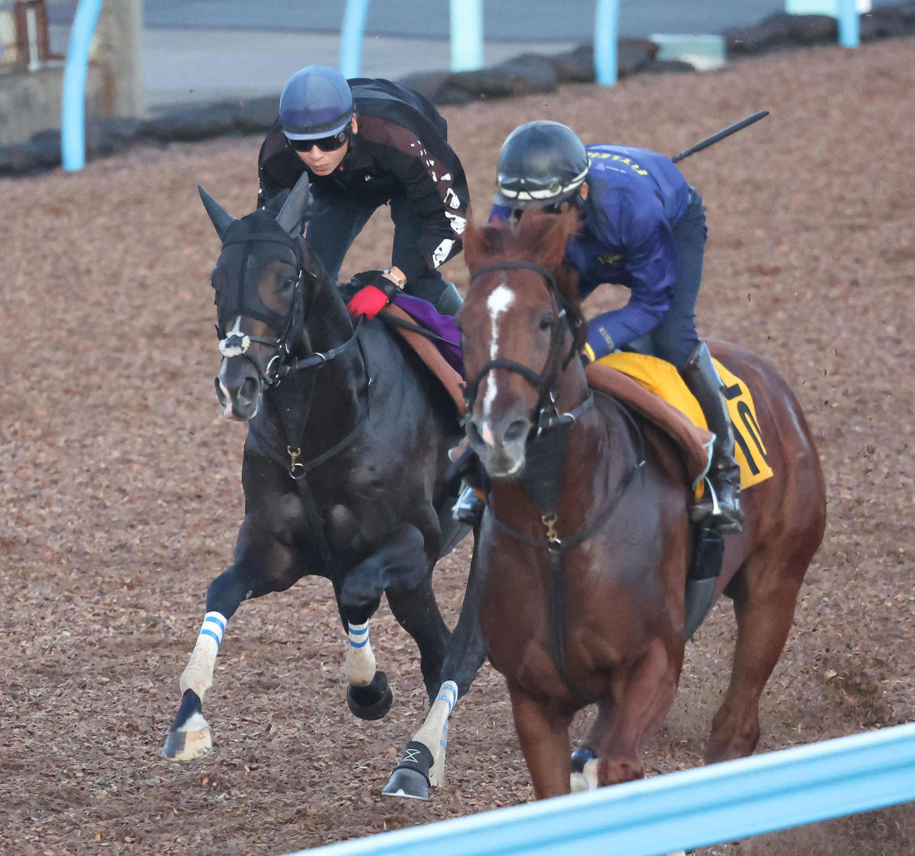 タイトルホルダー（左）は美浦ウッドでメジャークロニクルと併せて追い切られた（撮影・丹羽敏通）