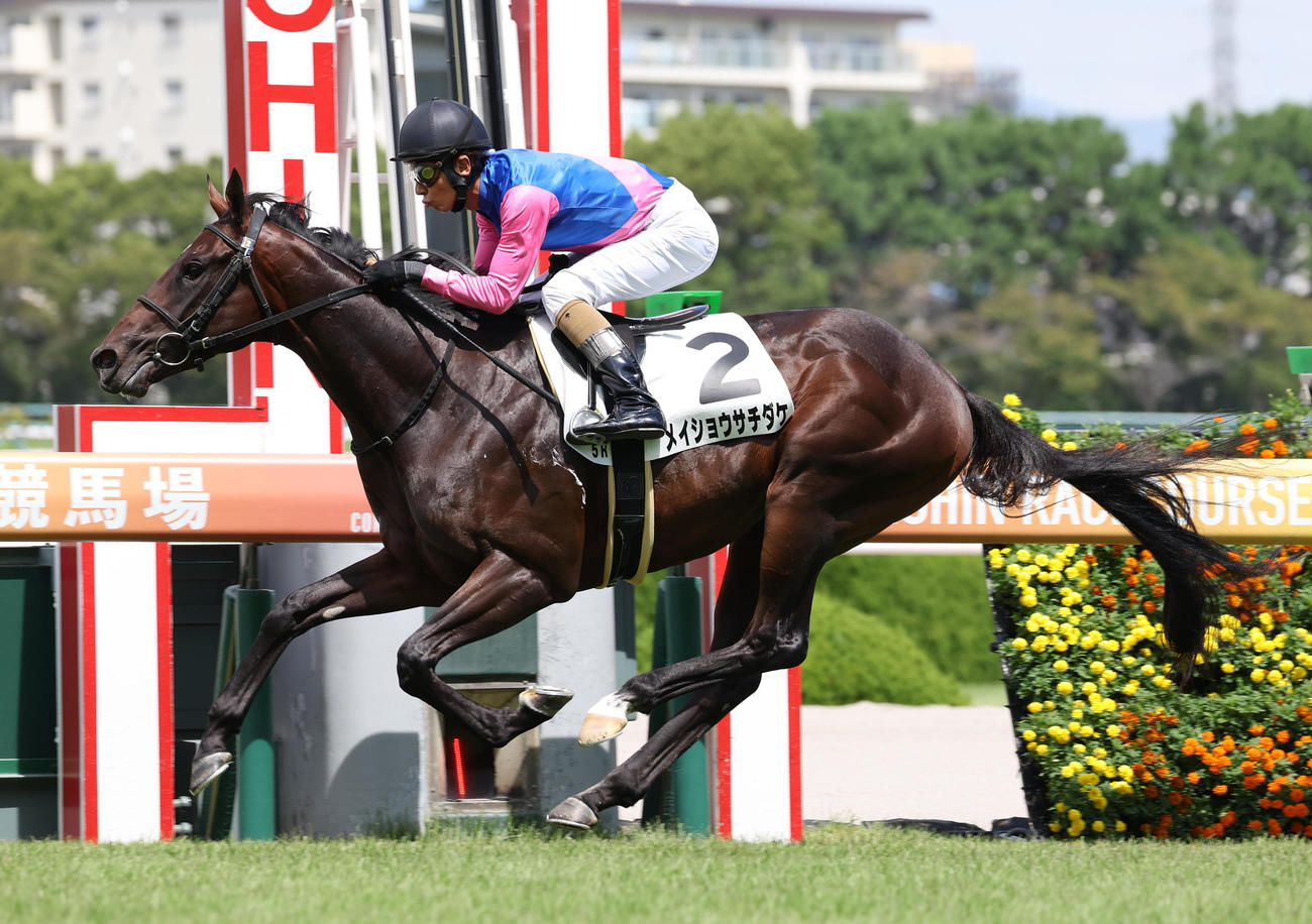 阪神5R、逃げ切って新馬戦を制したメイショウサチダケ（撮影・白石智彦）