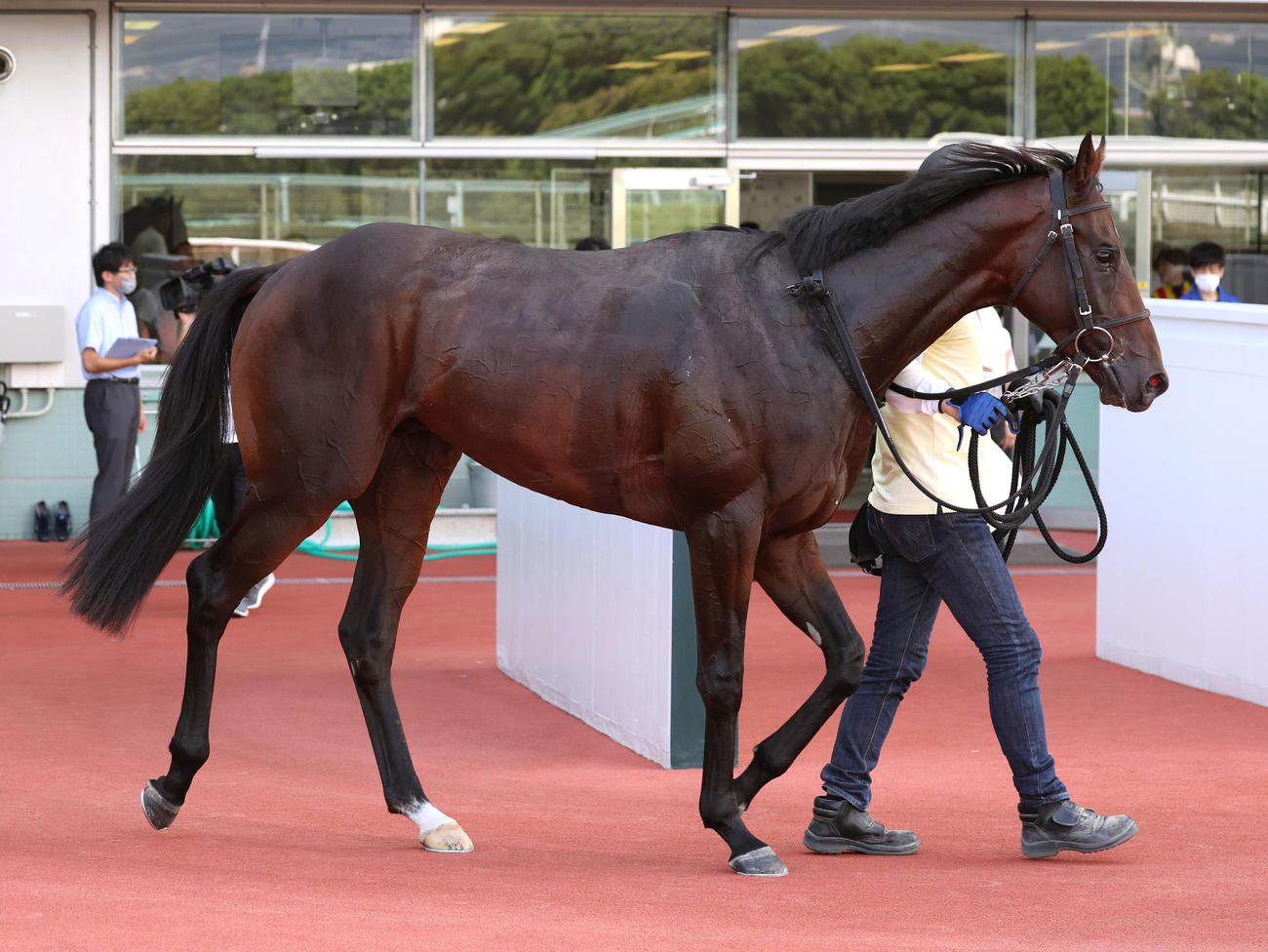阪神5R、新馬戦を制したメイショウサチダケ（撮影・白石智彦）