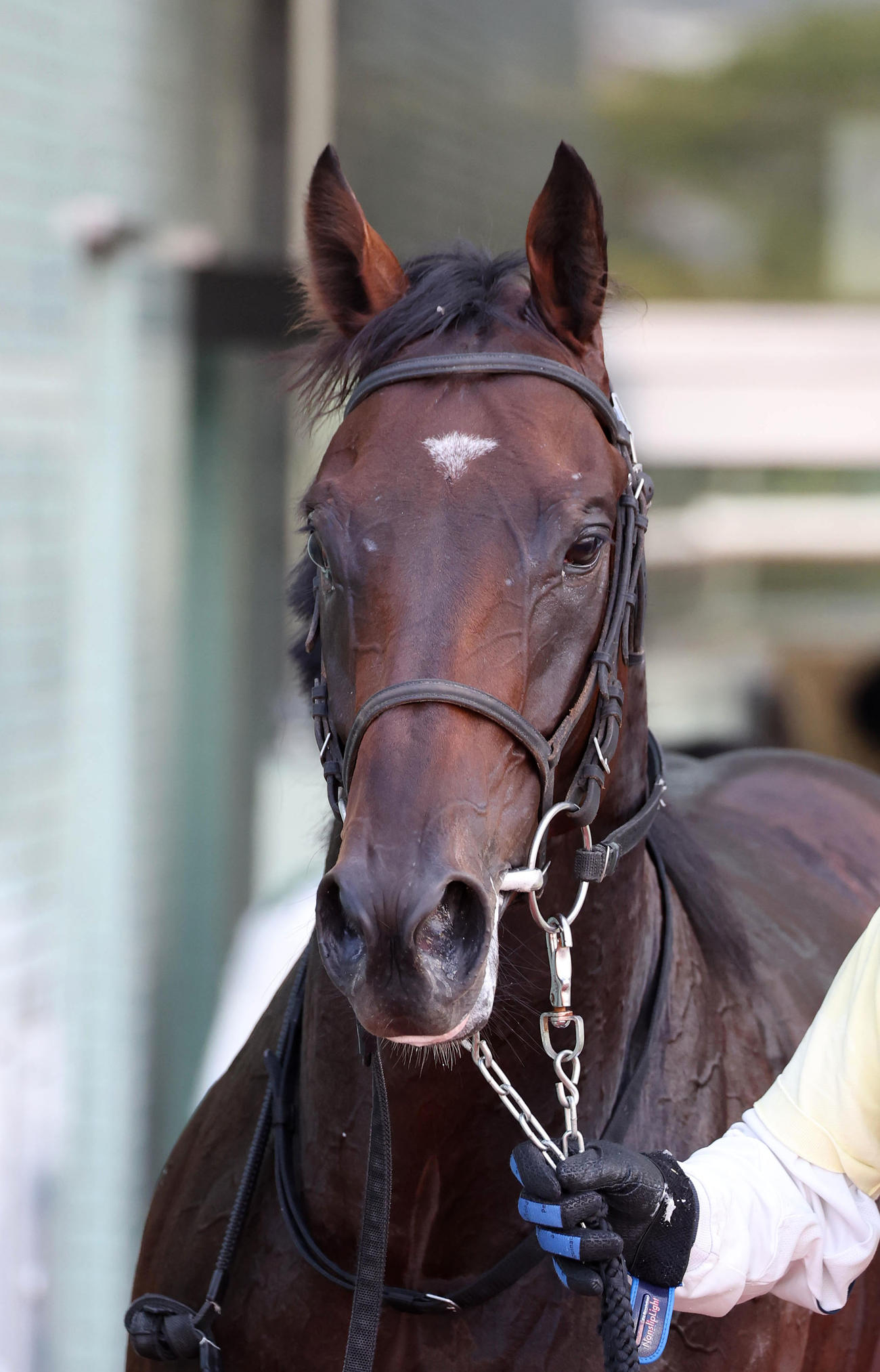 阪神5R、新馬戦を制したメイショウサチダケ（撮影・白石智彦）