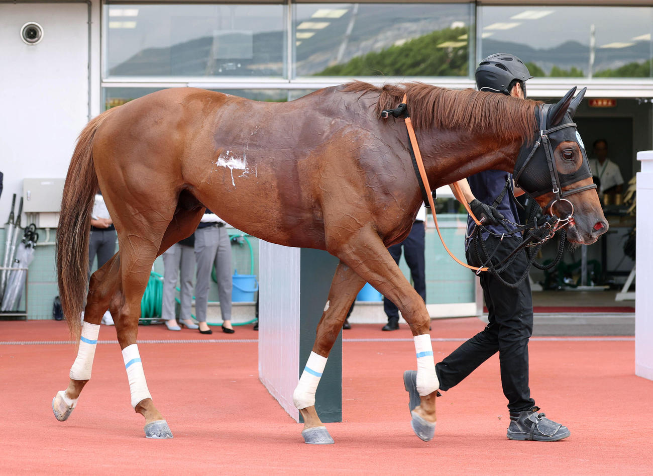 阪神4R、新馬戦を制したメイショウキルギス（撮影・白石智彦）