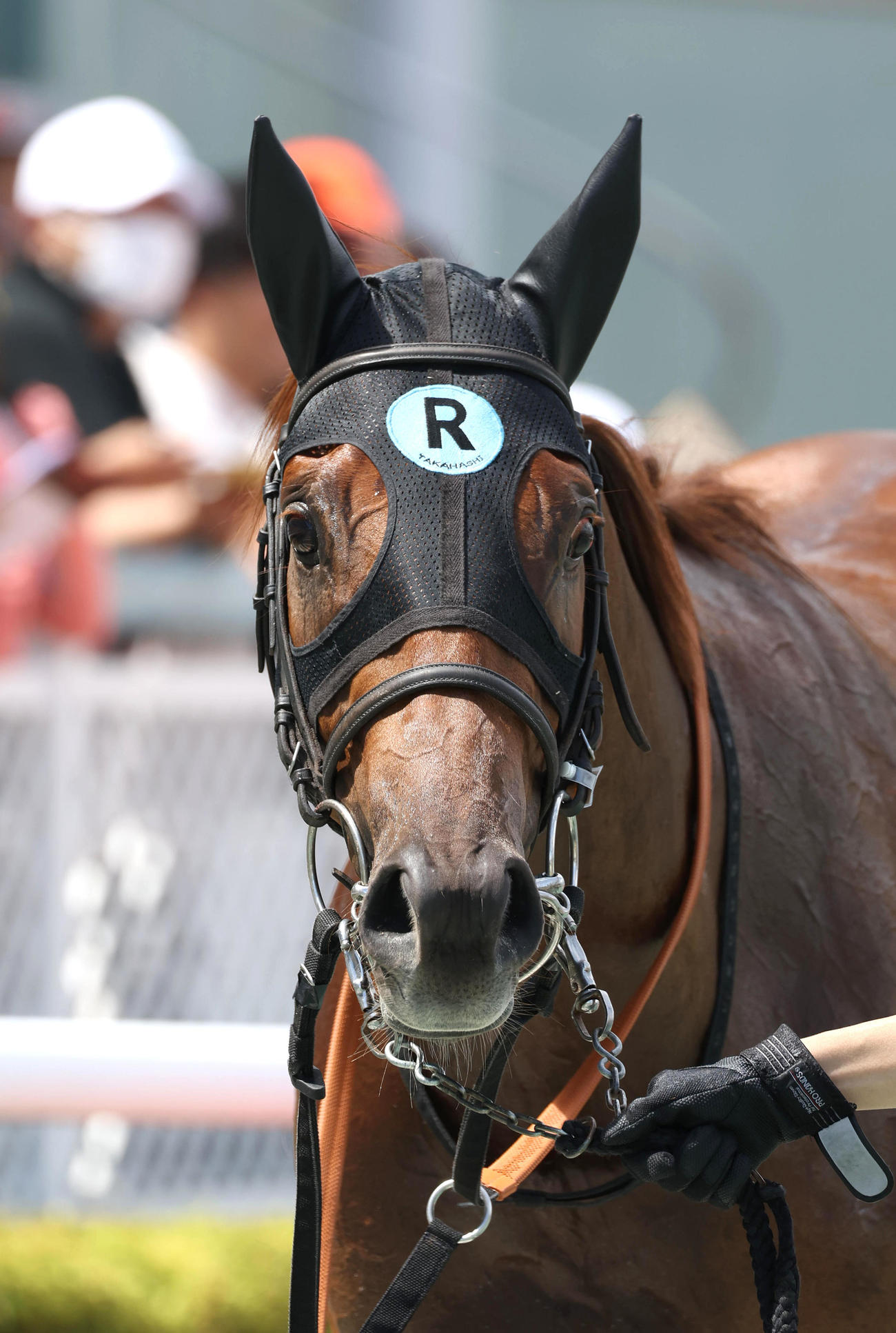 阪神4R、新馬戦を制したメイショウキルギス（撮影・白石智彦）