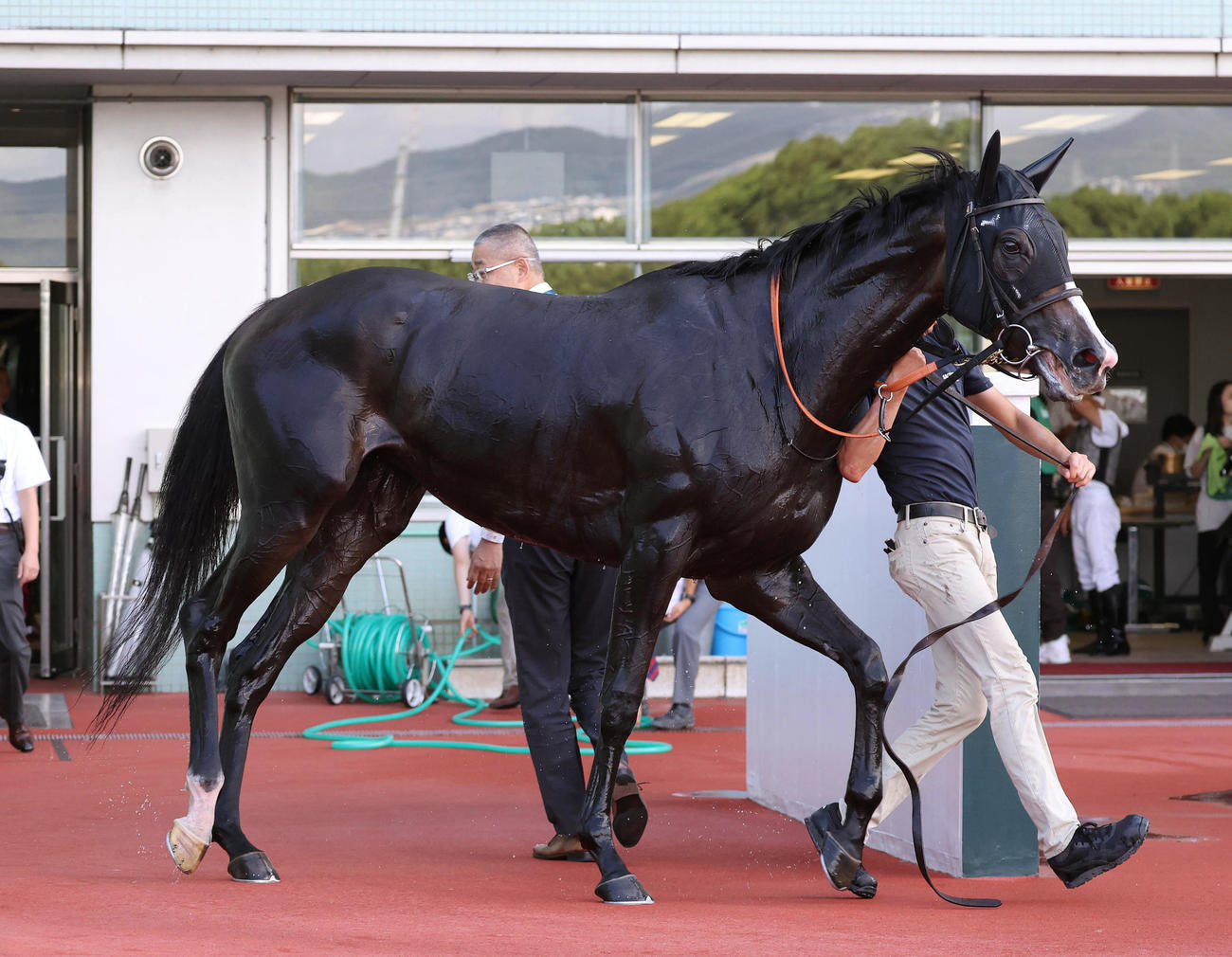 阪神7R・3歳上1勝クラスを制したアースクロニクル（撮影・白石智彦）