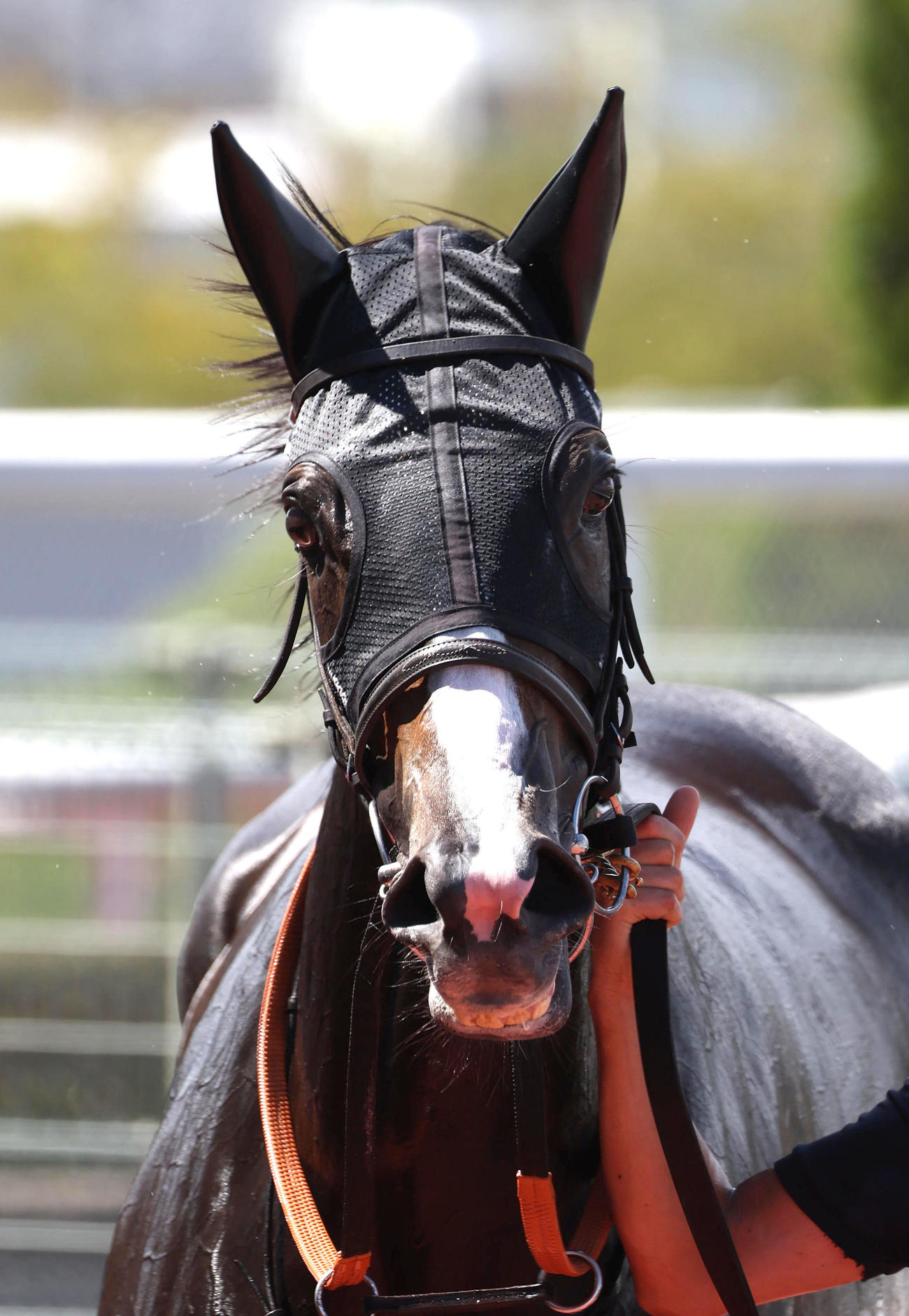 阪神7R・3歳上1勝クラスを制したアースクロニクル（撮影・白石智彦）