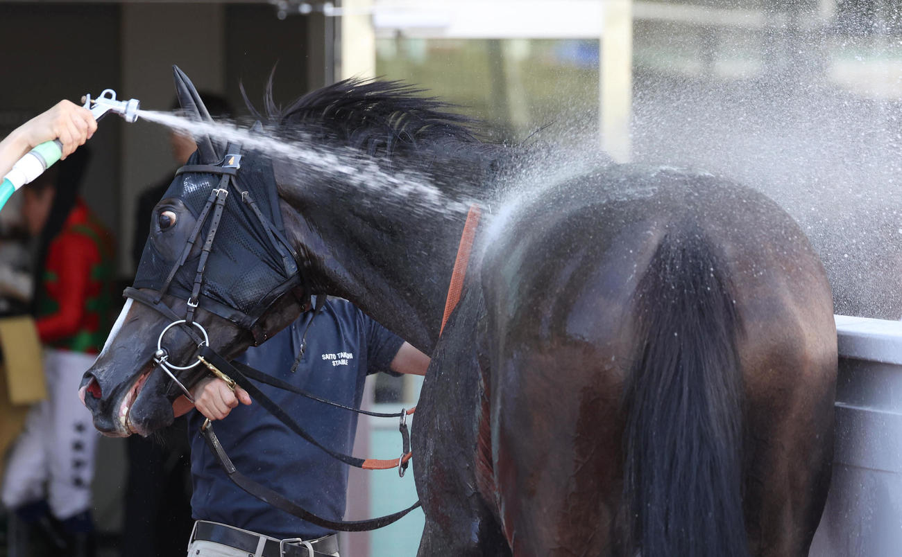 阪神7R、水を浴びるアースクロニクル（撮影・白石智彦）