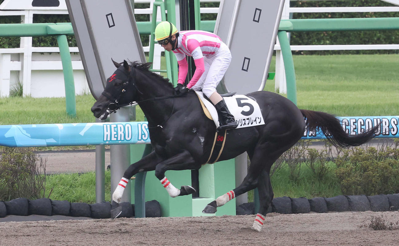 中山1R、障害未勝利戦を制したオシリスブレインと五十嵐騎手（撮影・丹羽敏通）