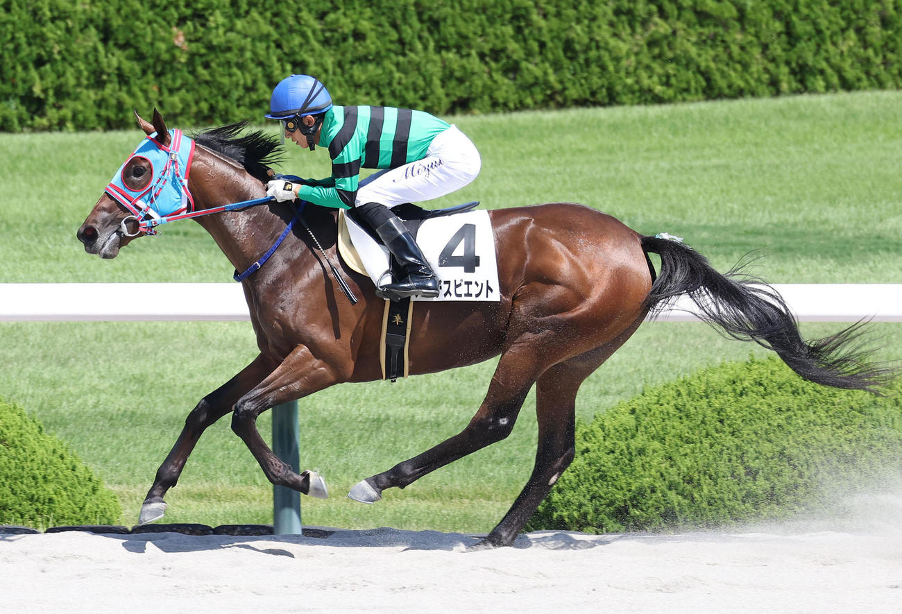 阪神3R、2歳未勝利を勝ち上がったアンデスビエント（撮影・白石智彦）