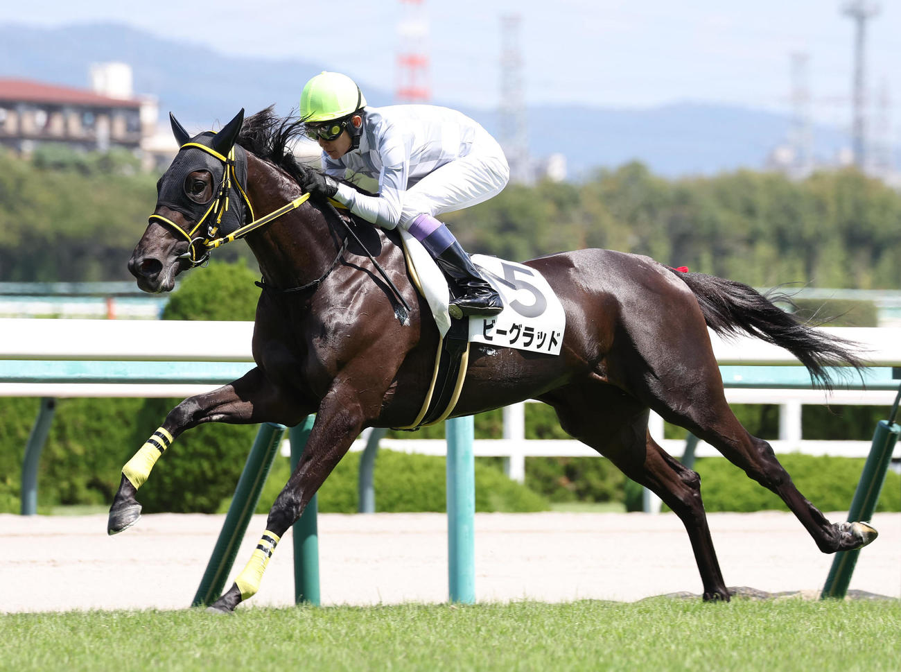 阪神4R、逃げ切って新馬戦を快勝したビーグラッド（撮影・白石智彦）
