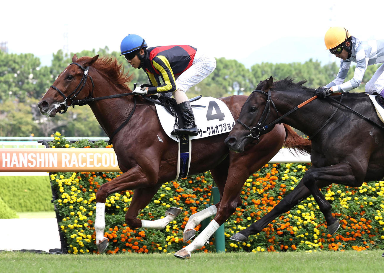 阪神5R新馬戦を制したサークルオブジョイ（撮影・白石智彦）