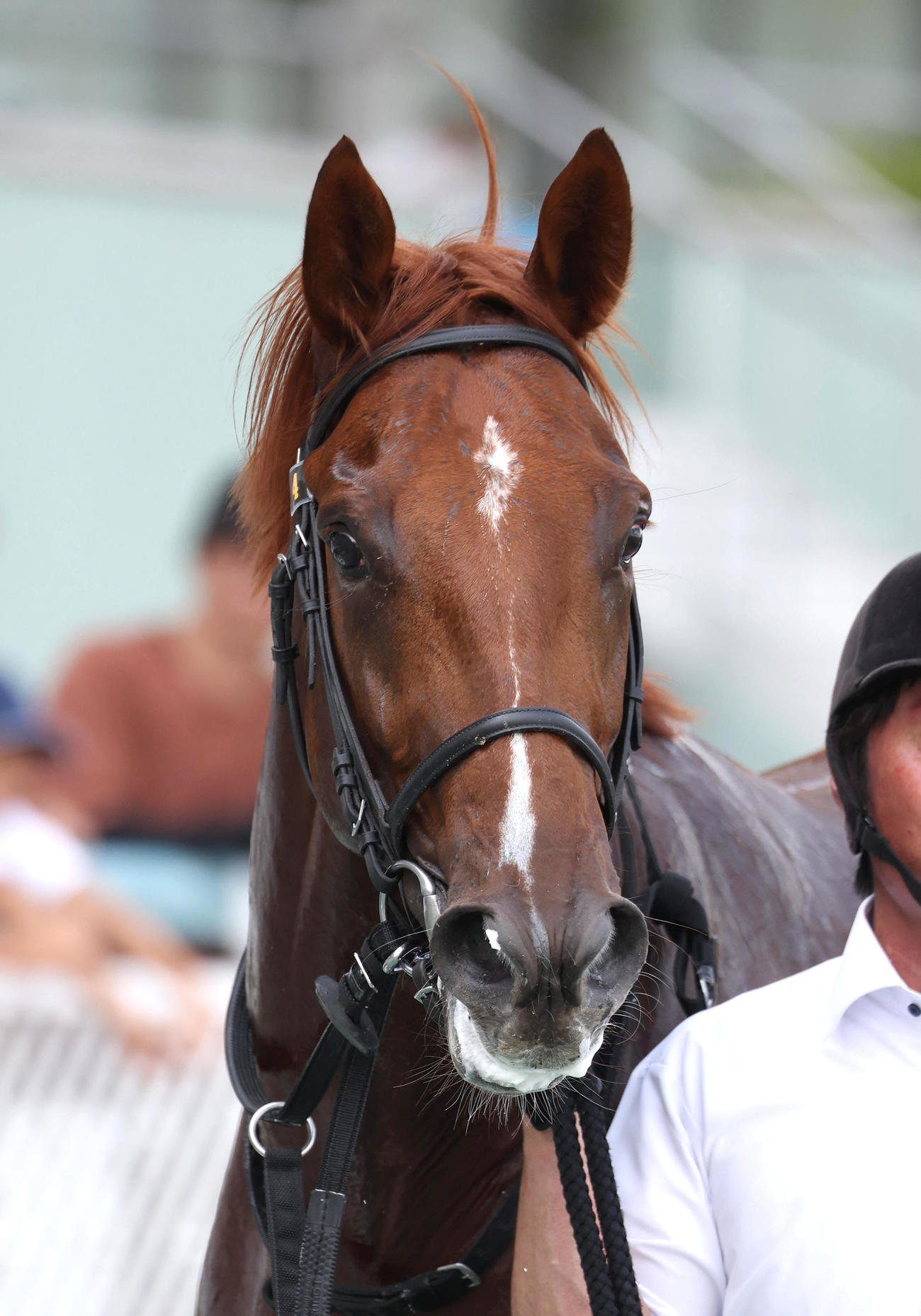 阪神5R新馬戦を制したサークルオブジョイ（撮影・白石智彦）