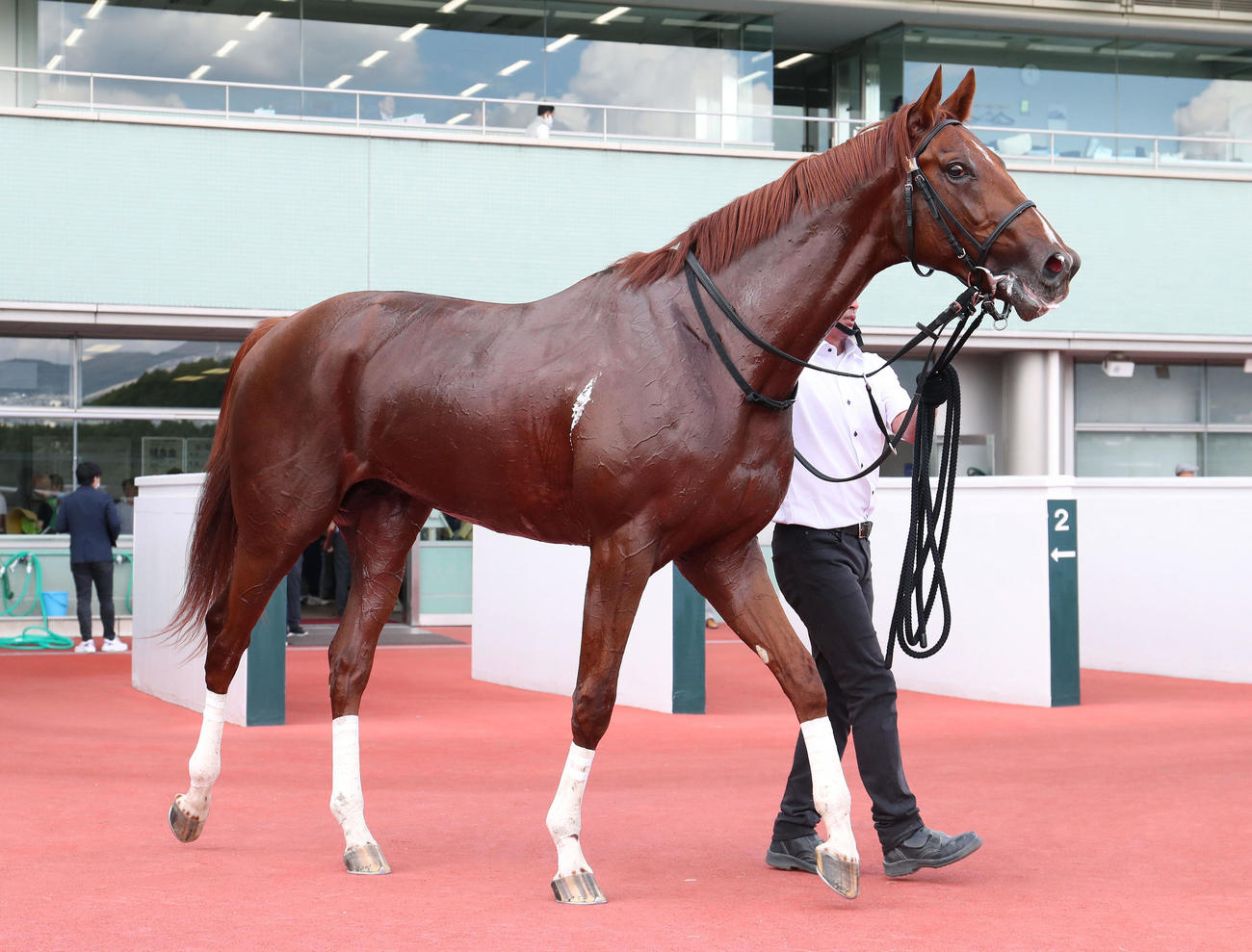 阪神5R新馬戦を制したサークルオブジョイ（撮影・白石智彦）