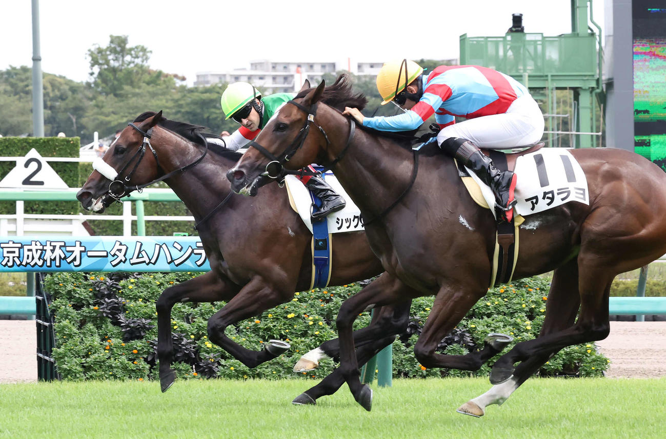 中山5R新馬戦を制したシックスペンス（奥）と2着アタラヨ（撮影・丹羽敏通）