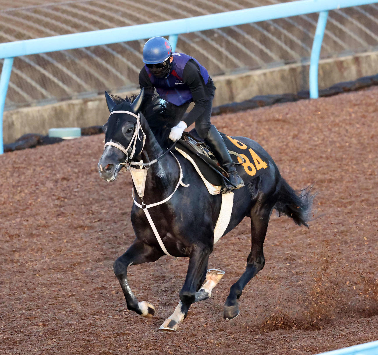 シルバープリペットは嶋田騎手を背に美浦ウッドを単走で追い切られた（2023年9月7日撮影）