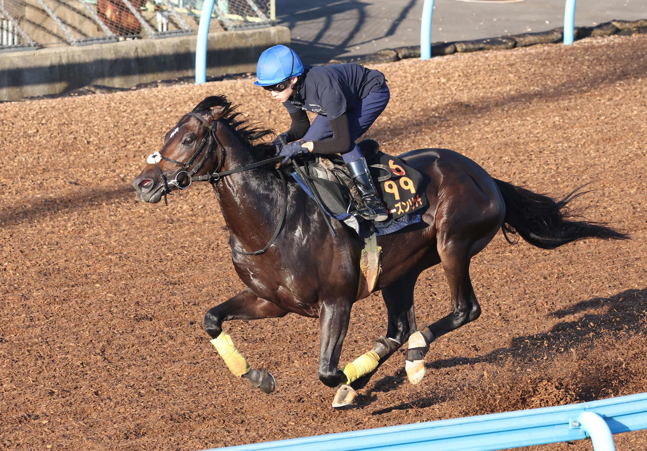 シーズンリッチは美浦ウッドを軽快なフットワークで駆け抜けた（撮影・丹羽敏通）