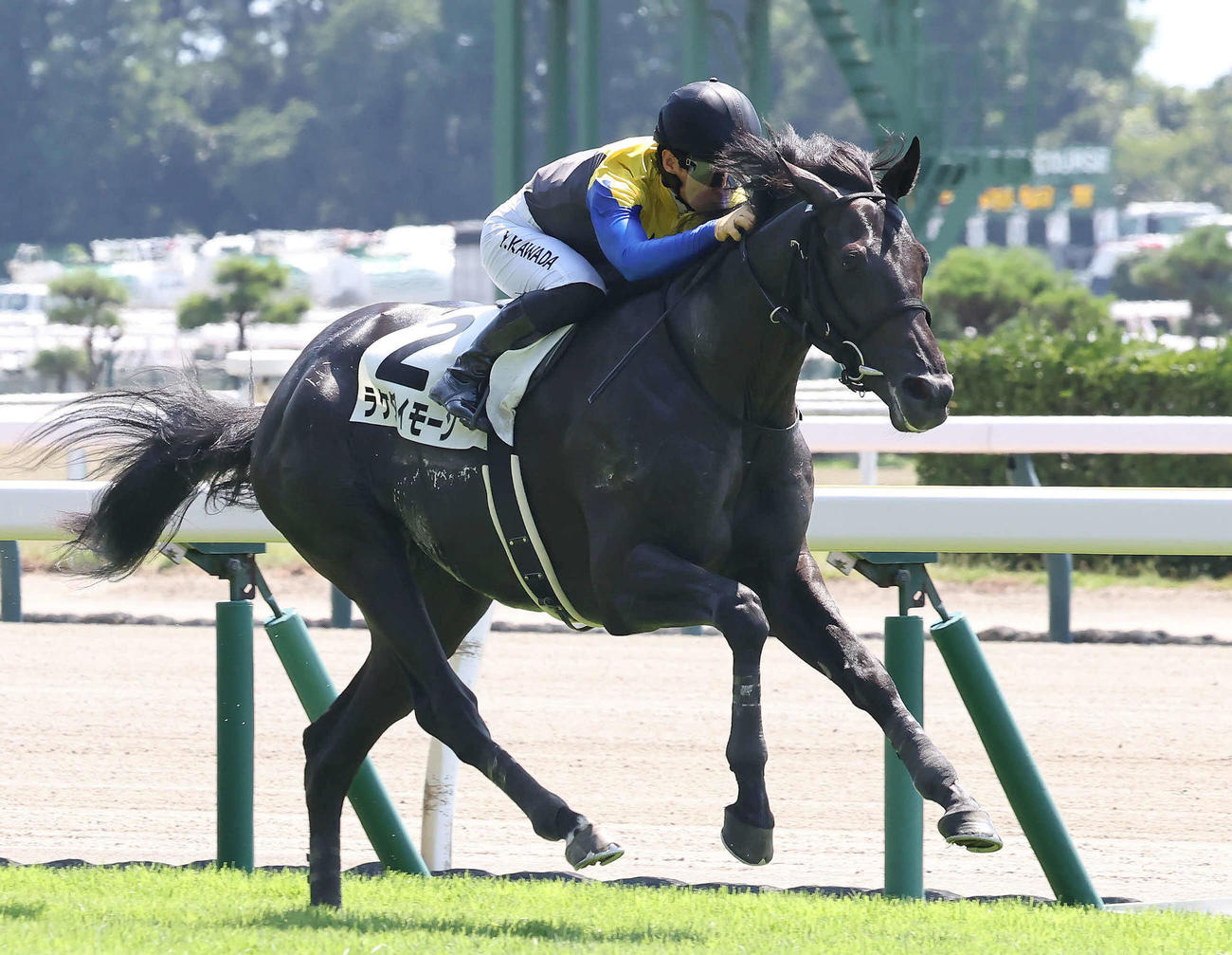 2歳未勝利戦を制したラケダイモーン（2023年8月5日撮影）