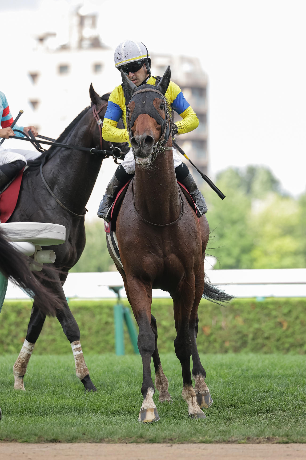 札幌記念3着に敗れたソーヴァリアント（2023年8月20日撮影）